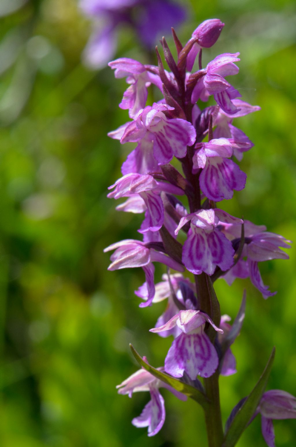 x Dactyloglossum mixtum (Asch. & Graebn.) Rauschert - Passo del Sempione